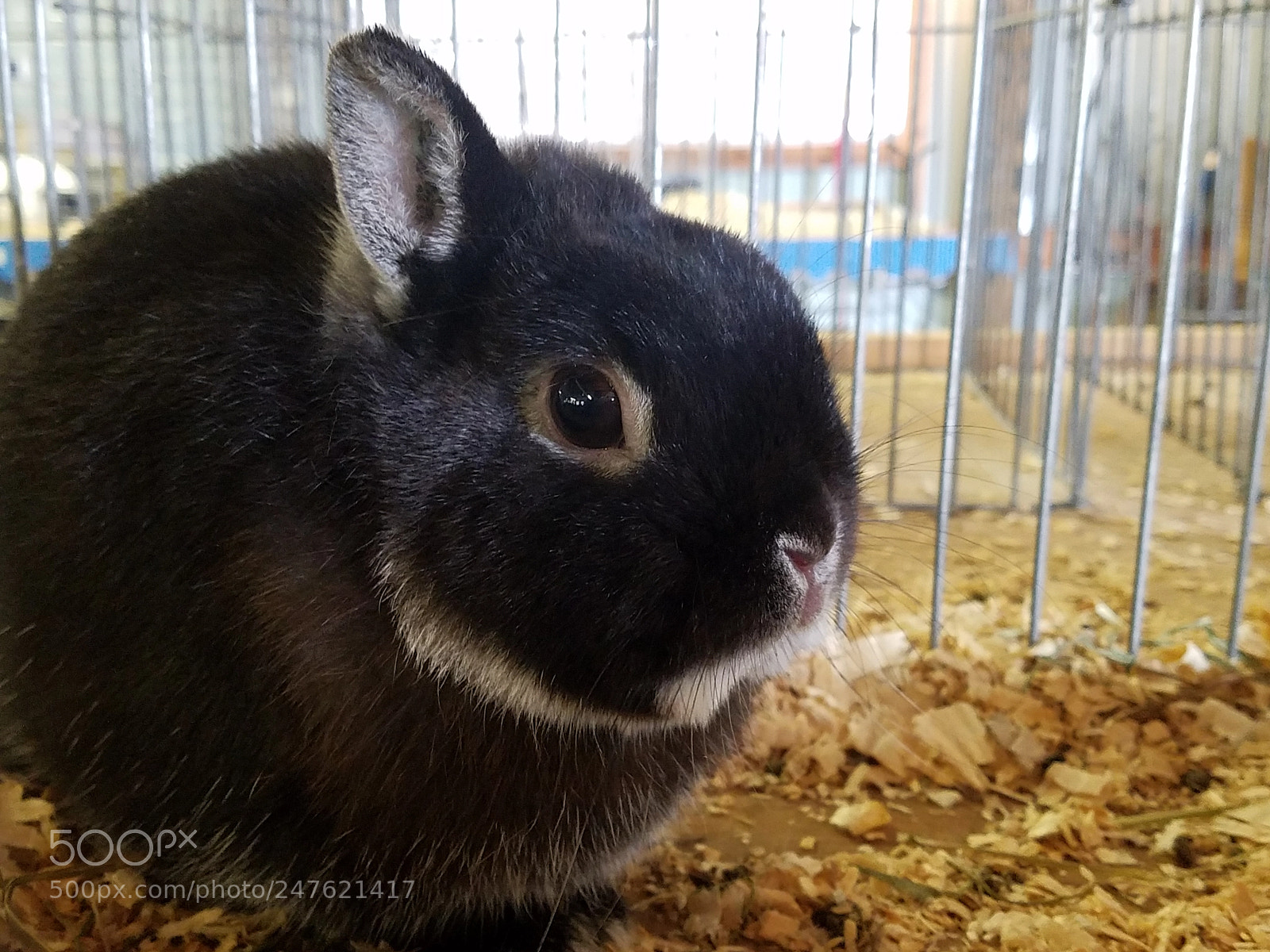 Samsung Galaxy S7 sample photo. Little snuggly bune photography