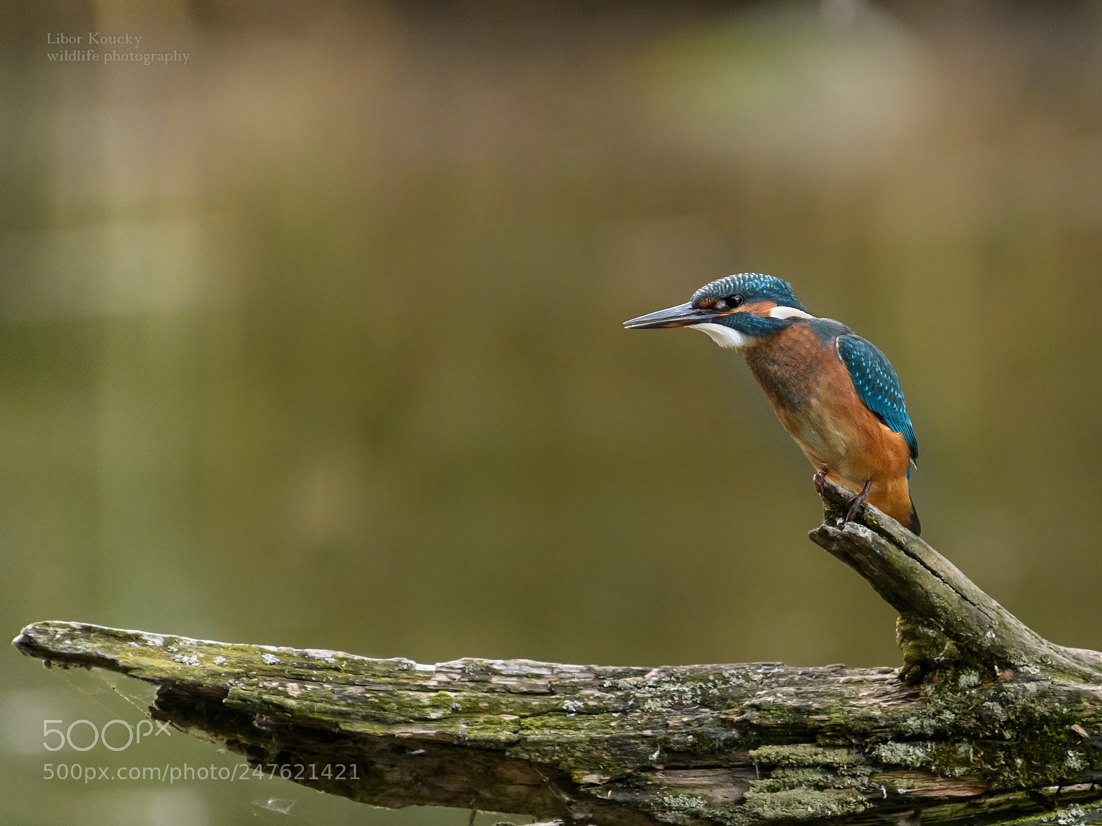 Nikon D500 sample photo. Kingfisher photography