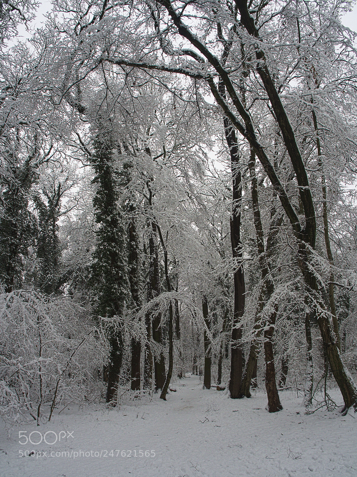 Olympus PEN E-PL5 sample photo. Wild wood photography