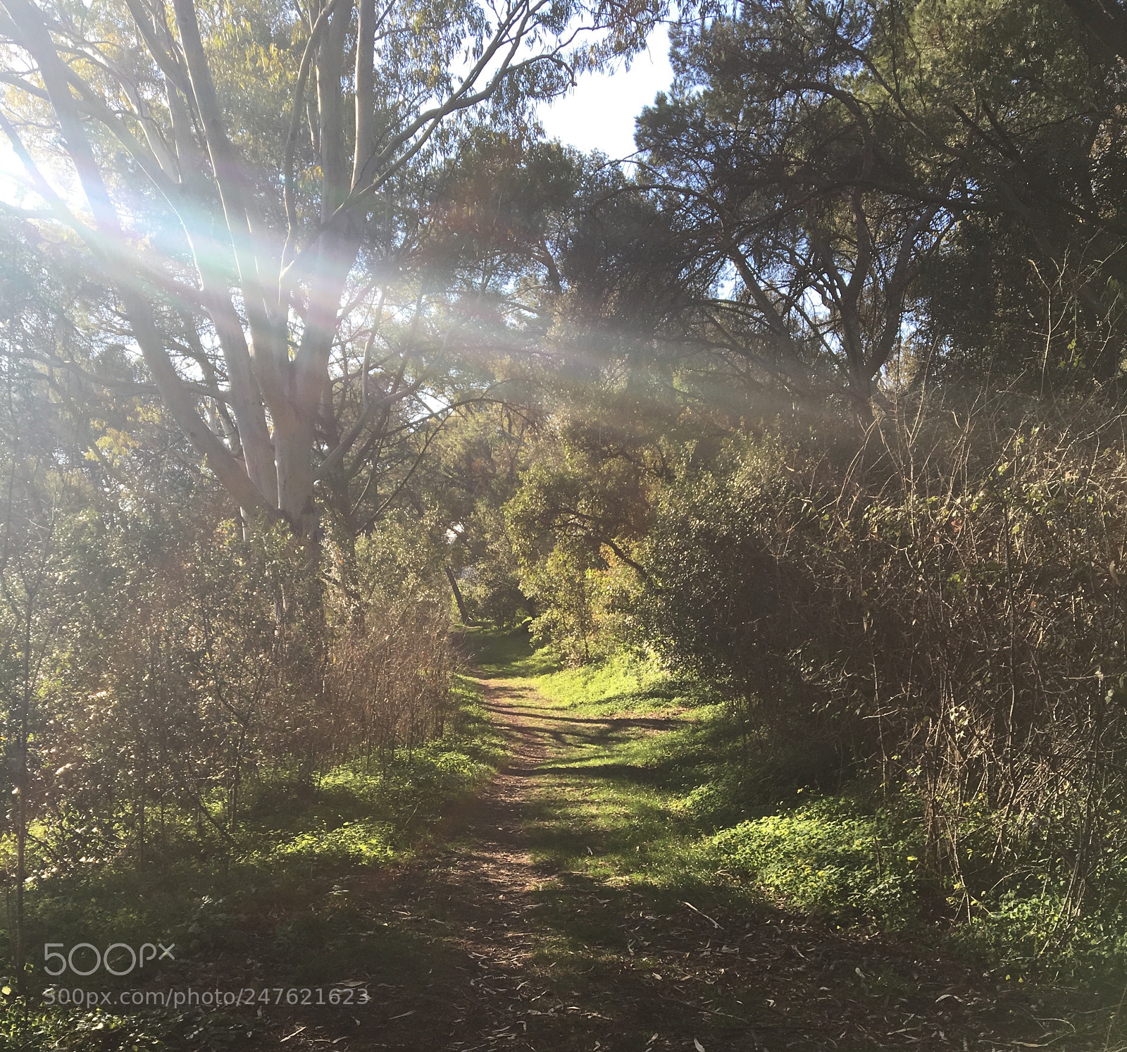 Apple iPhone 6s sample photo. Untitled photography