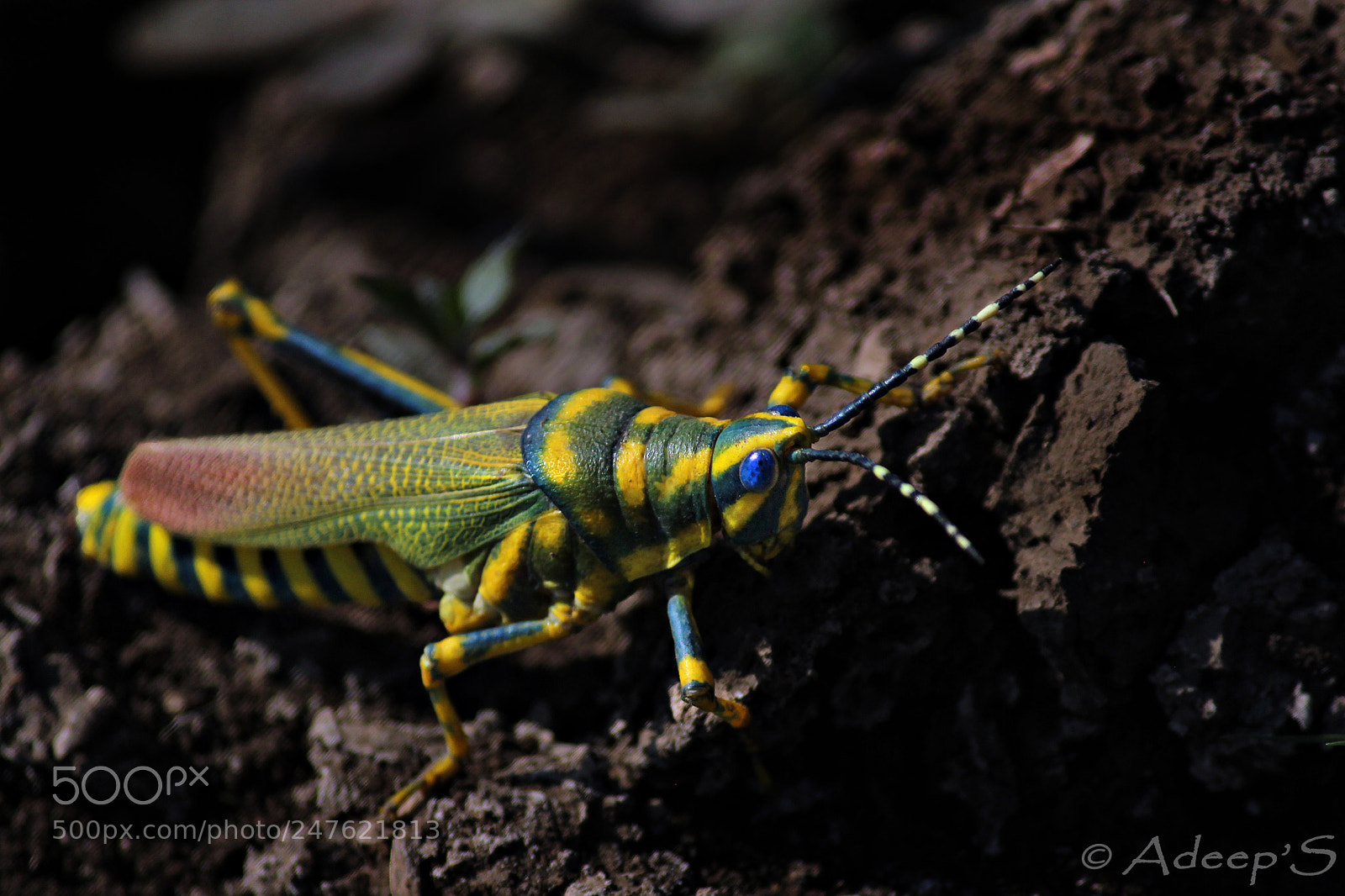 Canon EOS 700D (EOS Rebel T5i / EOS Kiss X7i) sample photo. Grasshopper.. photography