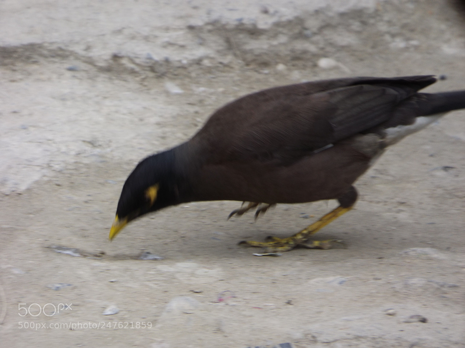 Fujifilm FinePix S4800 sample photo. Bird photography