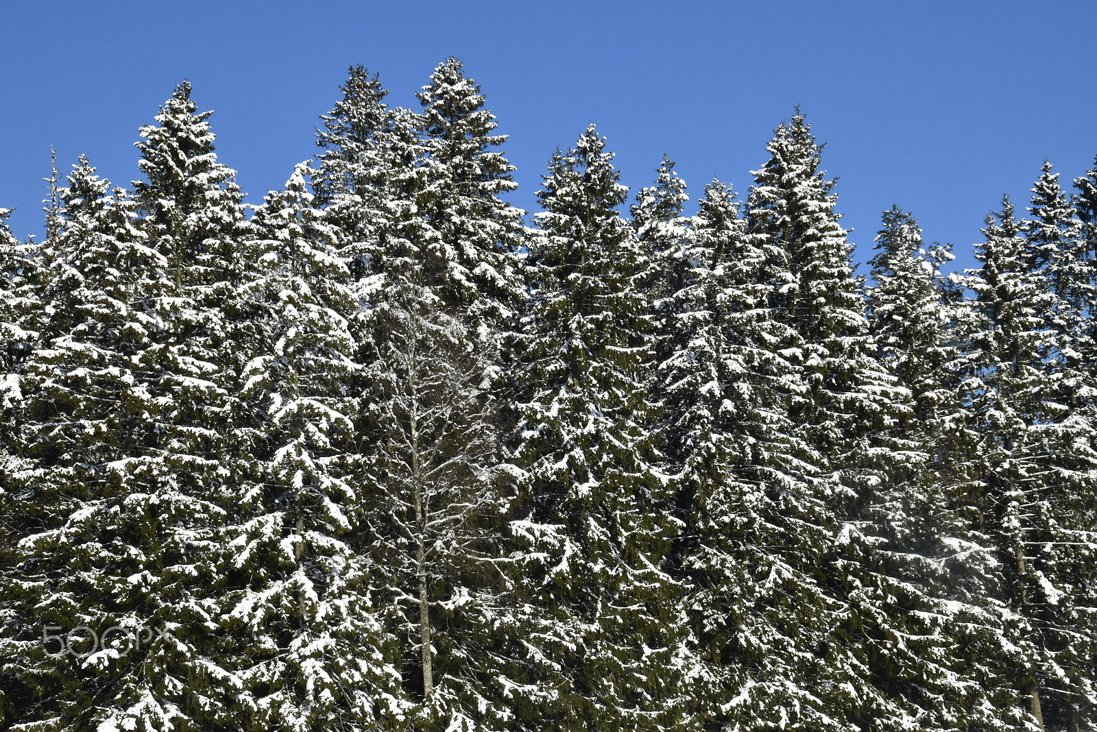 Nikon D5500 sample photo. Snöklädd skog photography