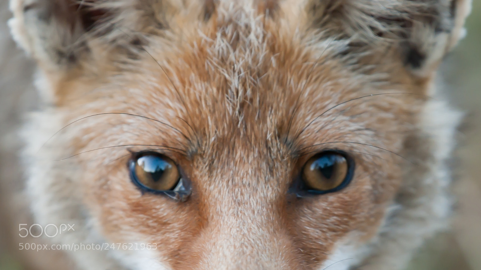 Nikon D300 sample photo. Too close, isn't me? photography