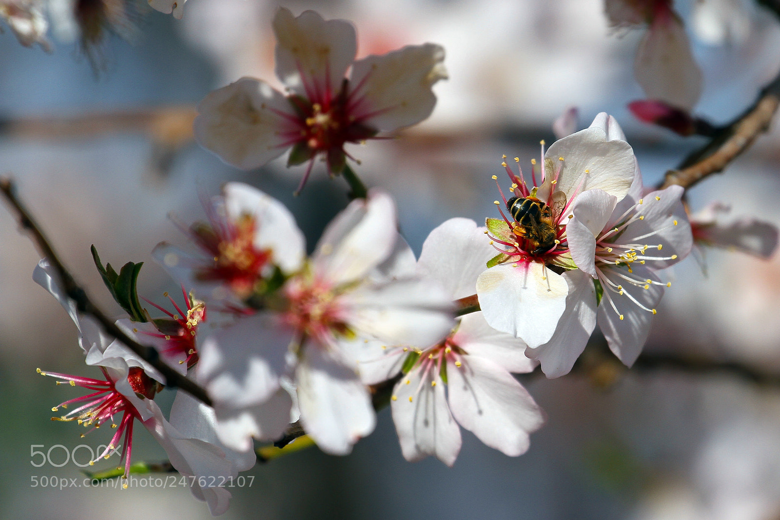 Canon EOS 7D sample photo. The almond prunus dulcis photography