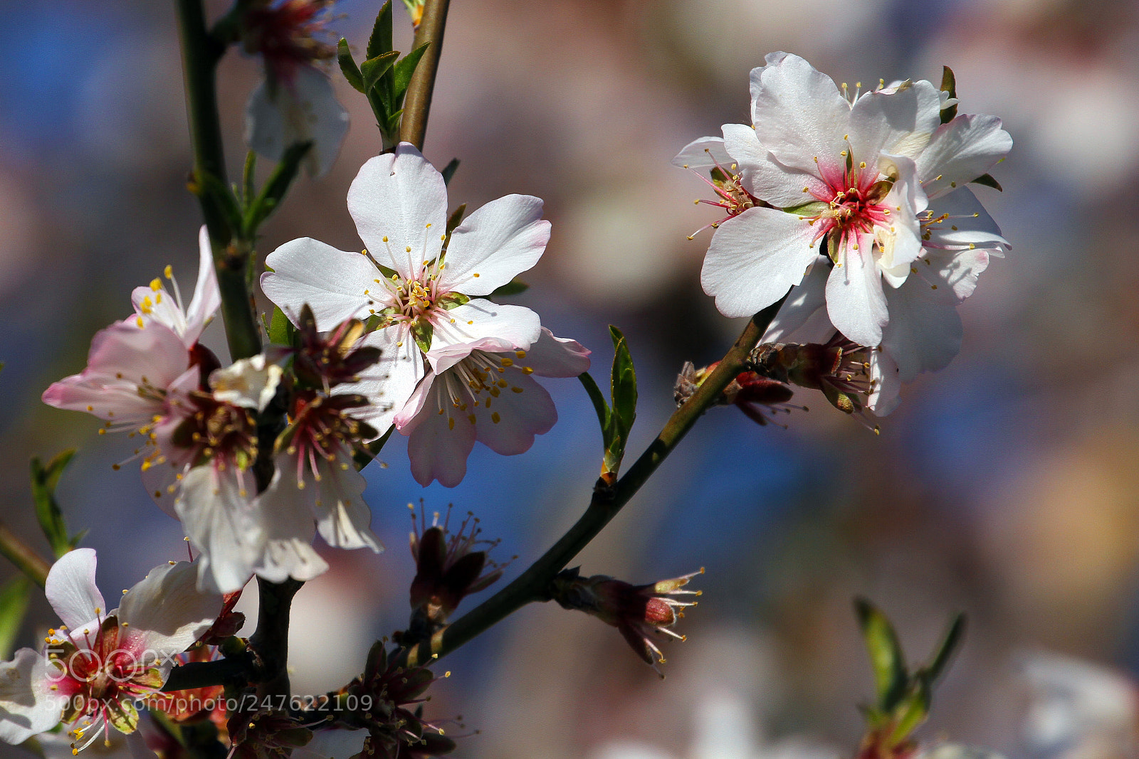 Canon EOS 7D sample photo. The almond prunus dulcis photography