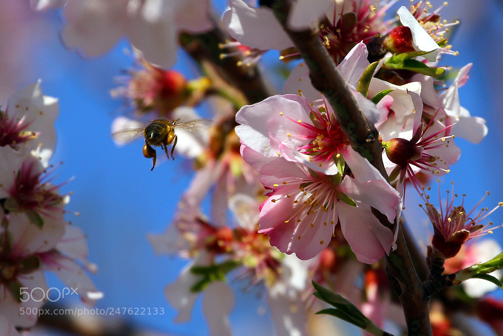 Canon EOS 7D sample photo. The almond prunus dulcis photography