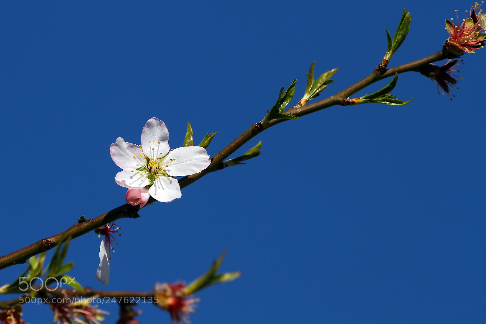 Canon EOS 7D sample photo. The almond prunus dulcis photography