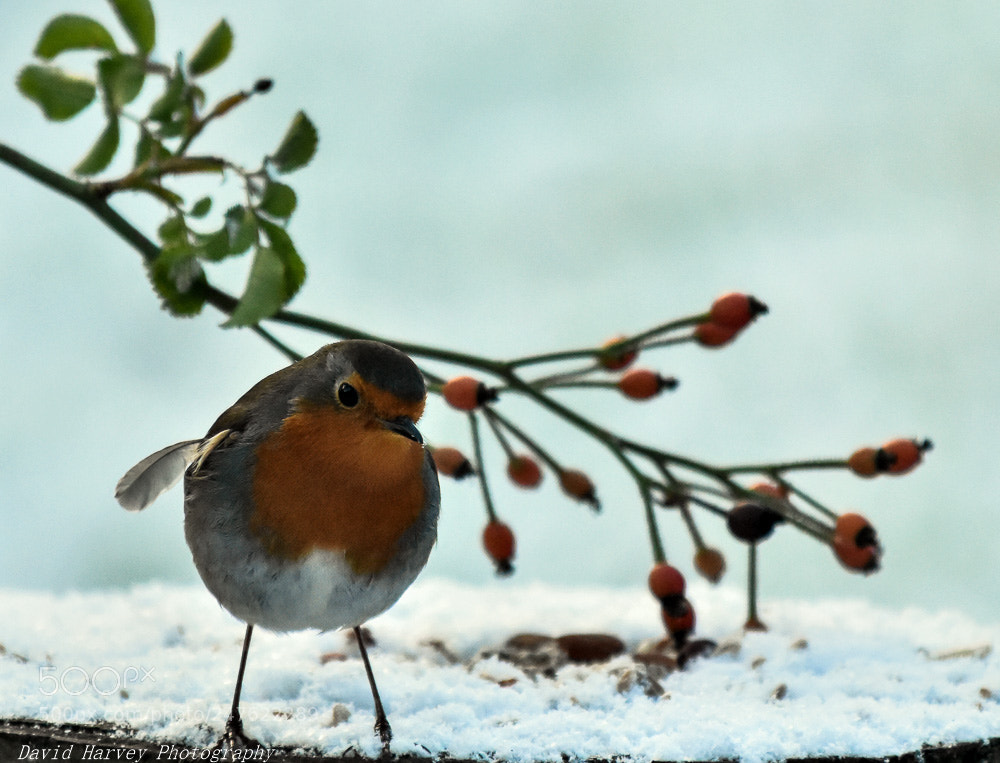 Nikon D7200 sample photo. Robin in snow photography