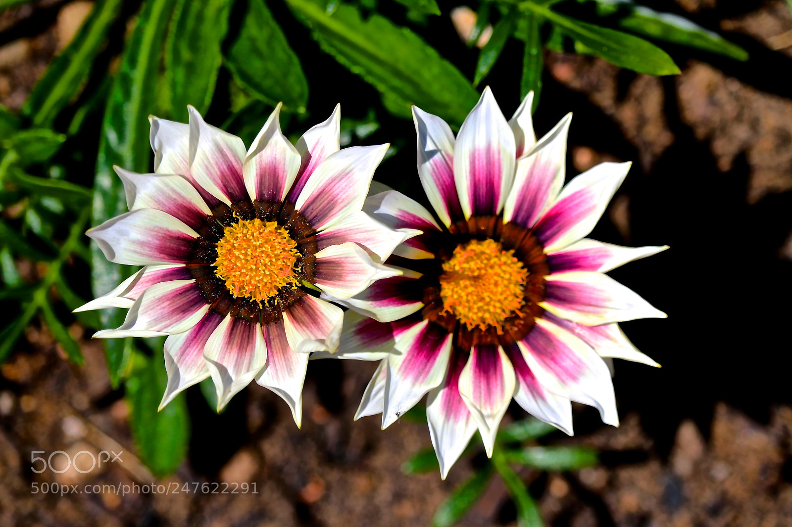 Canon EOS 750D (EOS Rebel T6i / EOS Kiss X8i) sample photo. Sibling rivalry? photography