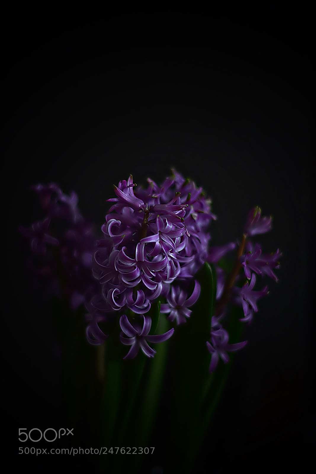 Nikon D800E sample photo. Гиацинты photography