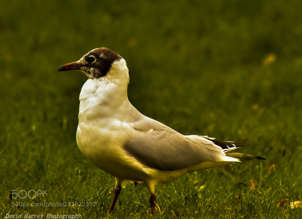 Nikon D7200 sample photo. Herring gull ? photography