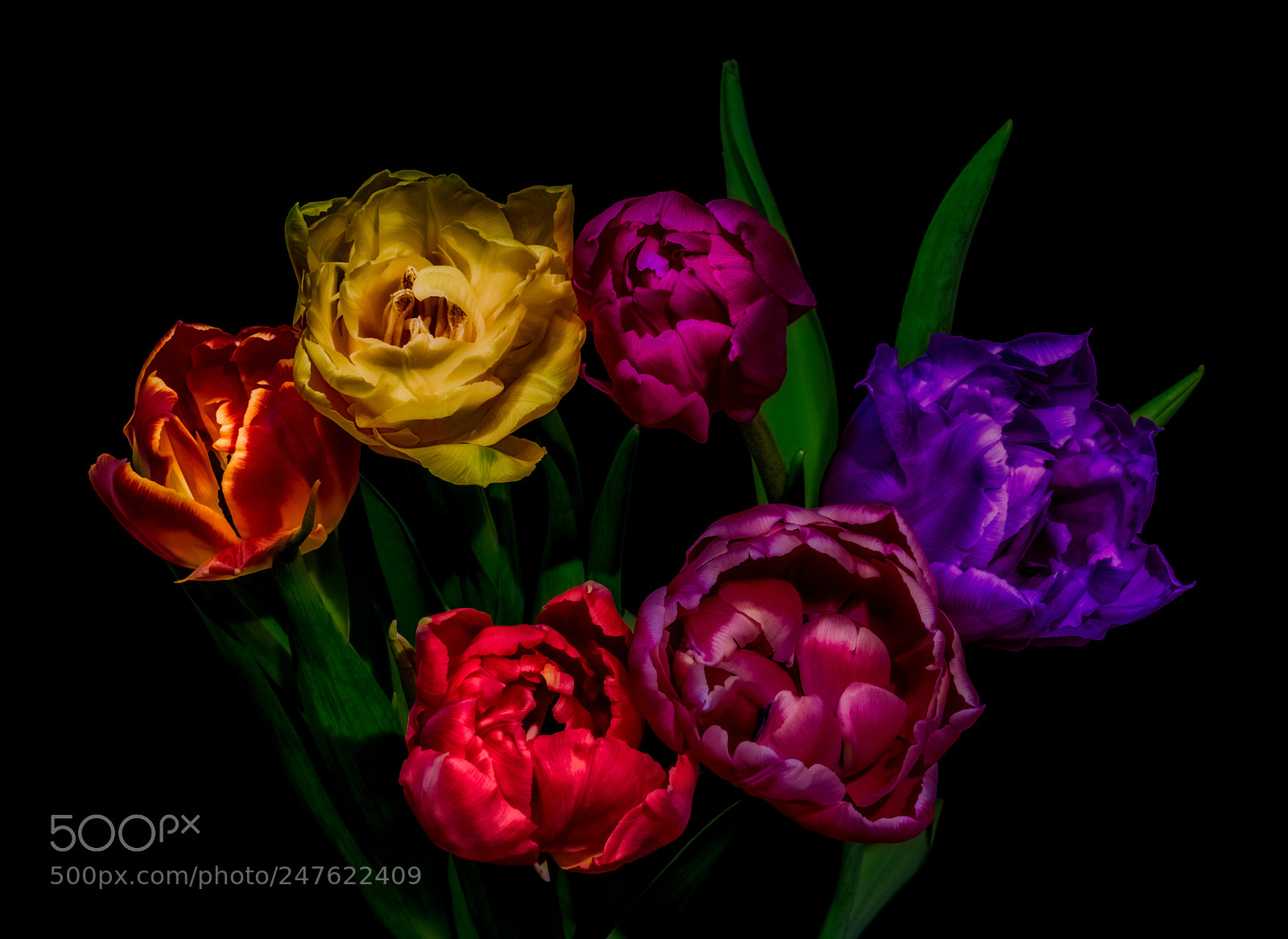 Nikon D810 sample photo. Glowing tulips photography
