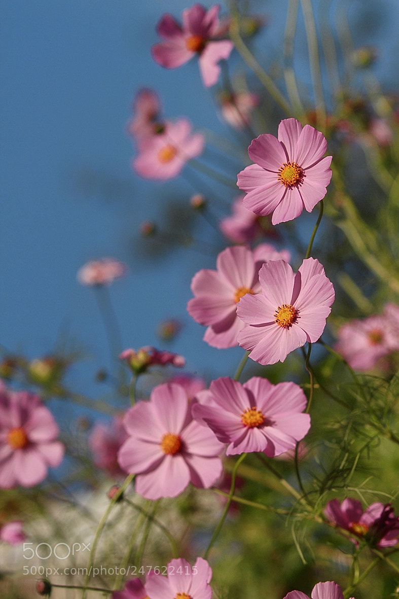Canon EOS 7D sample photo. Rozi's garden beauties photography