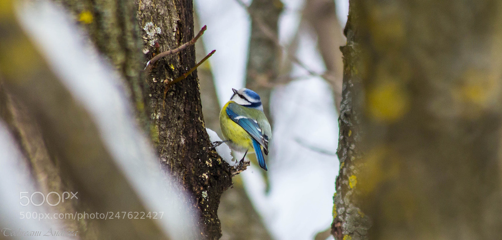 Canon EOS 600D (Rebel EOS T3i / EOS Kiss X5) sample photo. Eurasian blue tit photography
