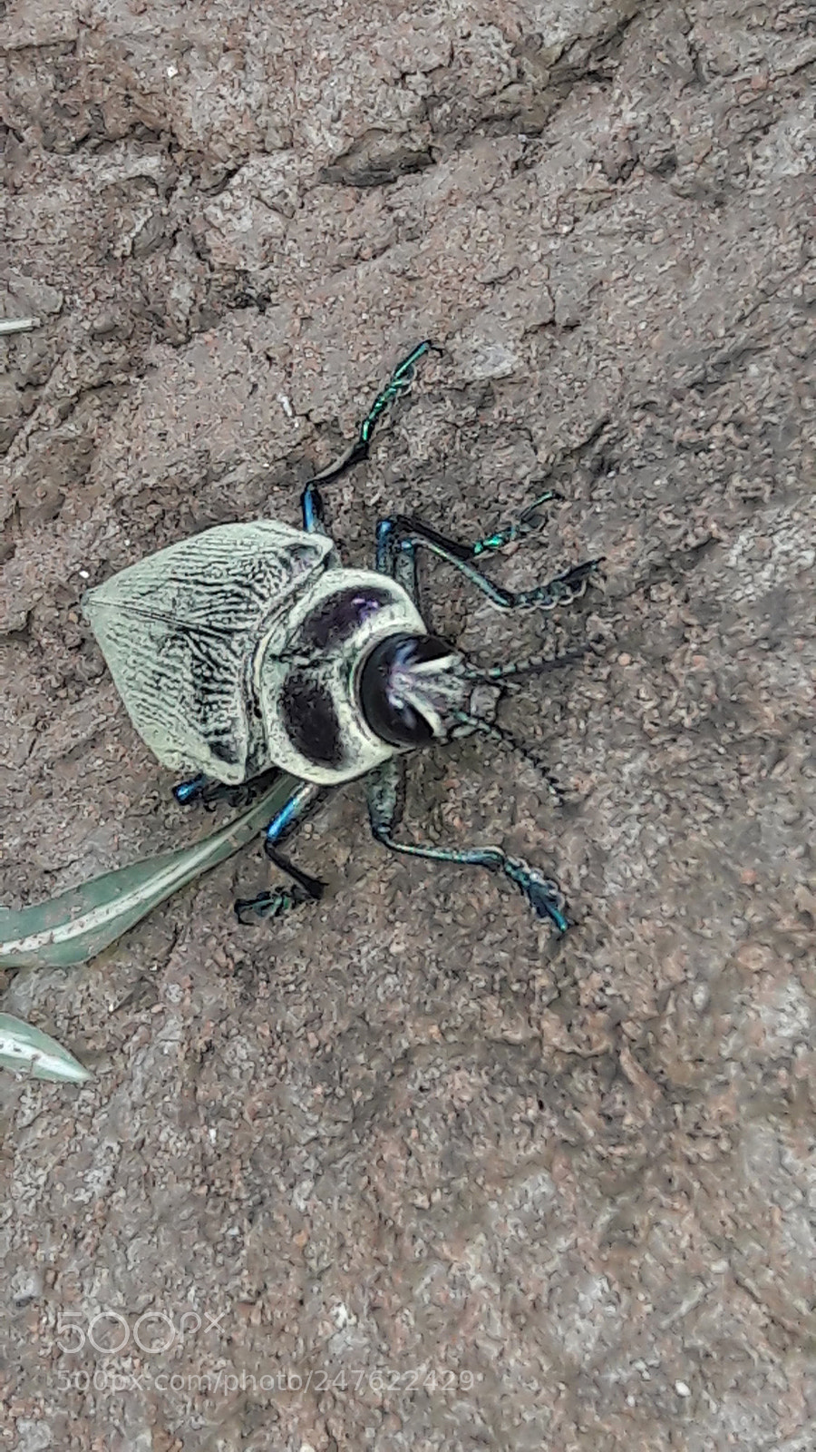 Samsung Galaxy A5(2016) sample photo. .... photography