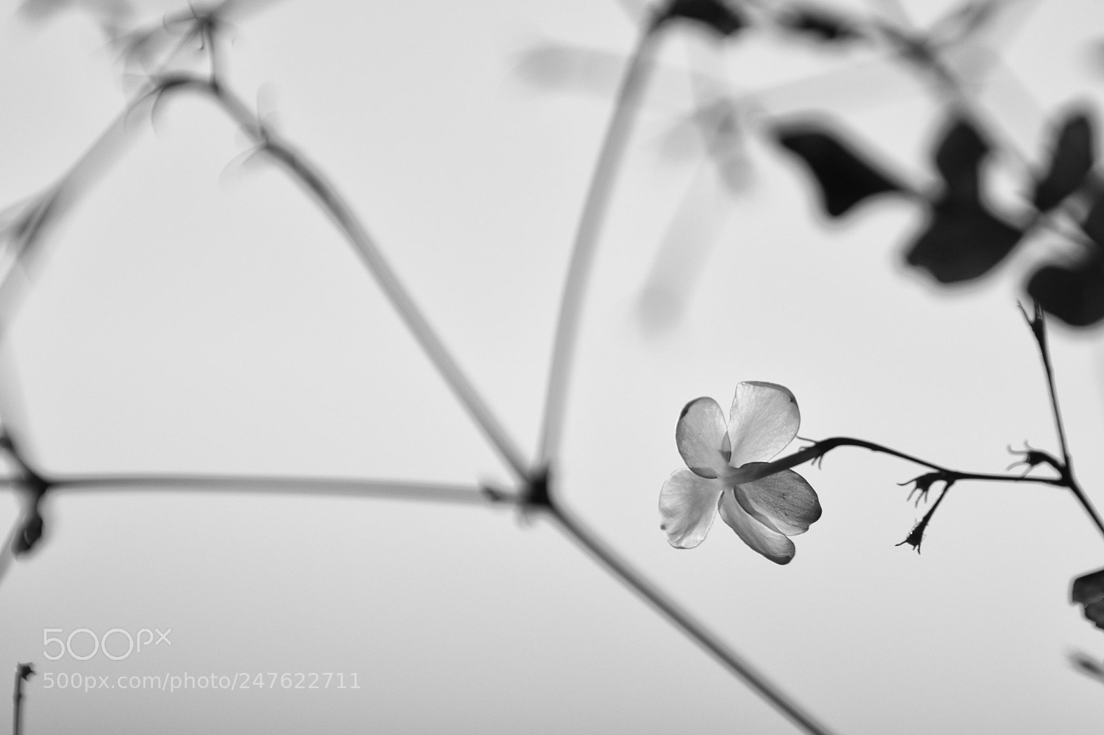 Nikon D5500 sample photo. I will remember photography