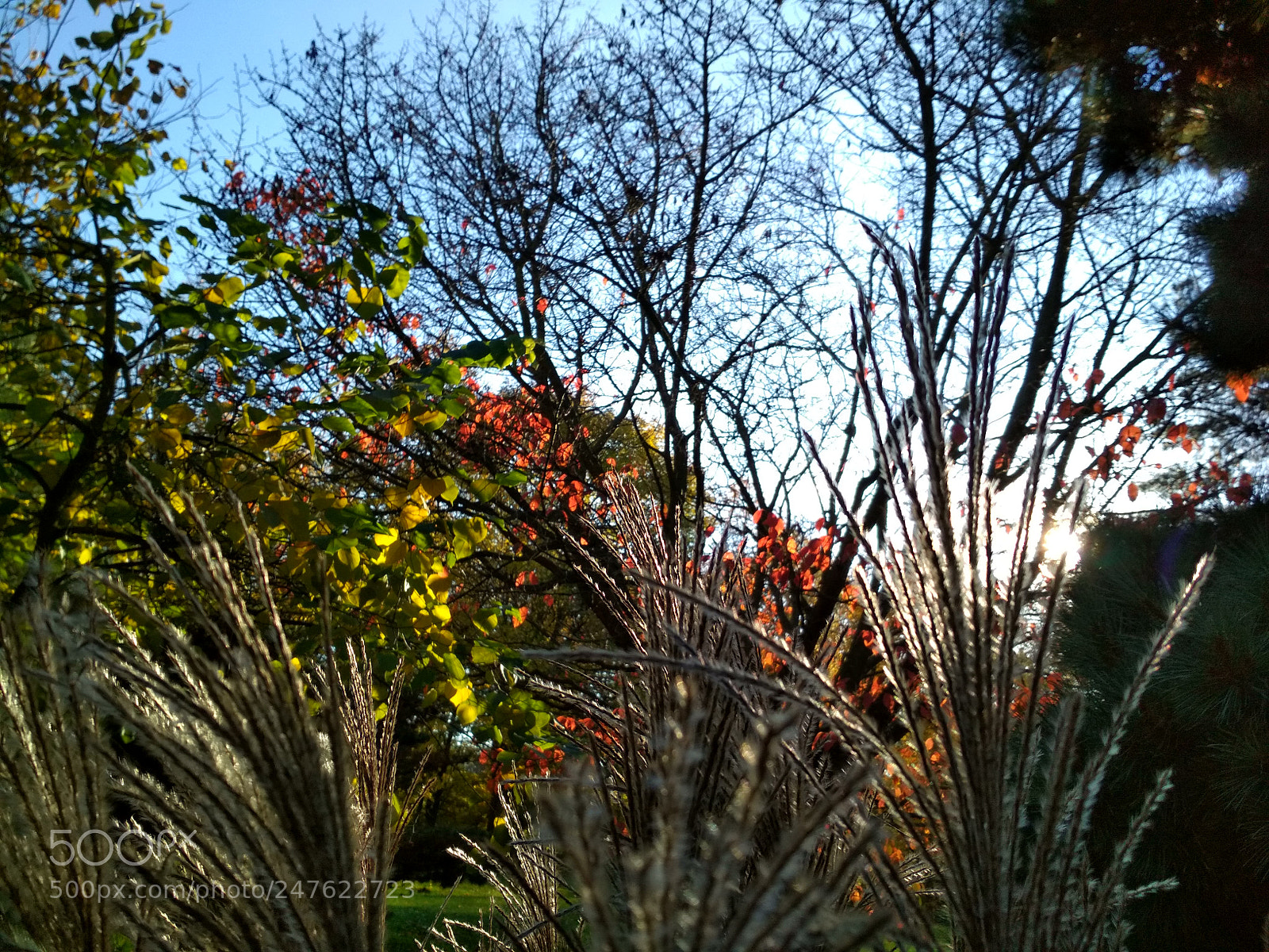 Xiaomi Redmi 4X sample photo. Untitled photography