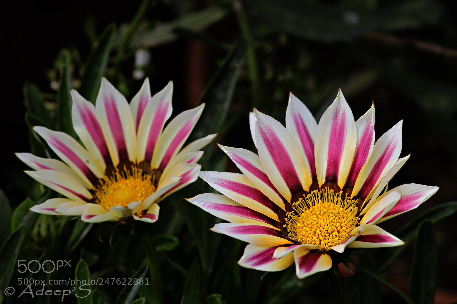 Canon EOS 700D (EOS Rebel T5i / EOS Kiss X7i) sample photo. Gazania.. photography