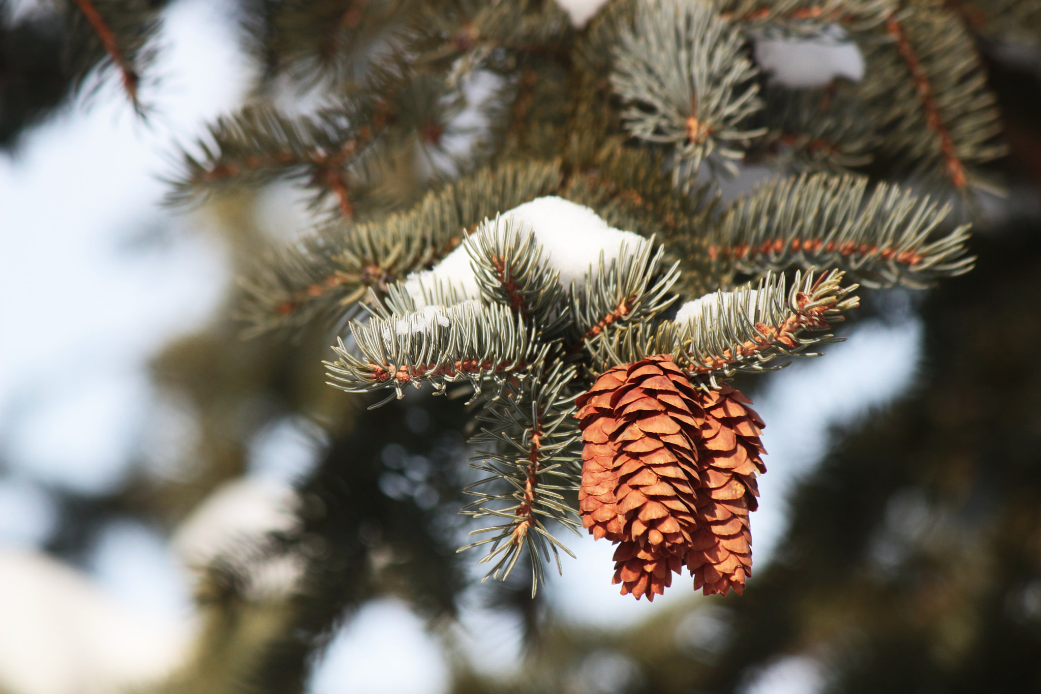 Canon EF-S 55-250mm F4-5.6 IS II sample photo. Cones photography