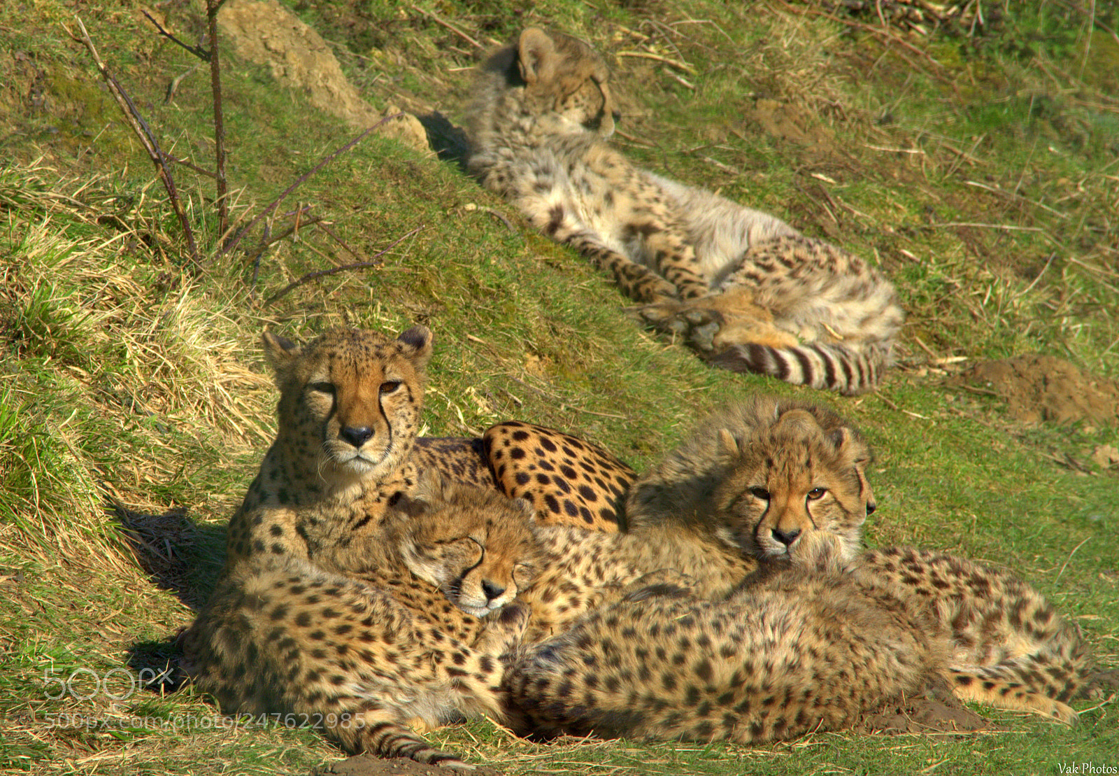 Nikon D3100 sample photo. Cheetah mother and his photography