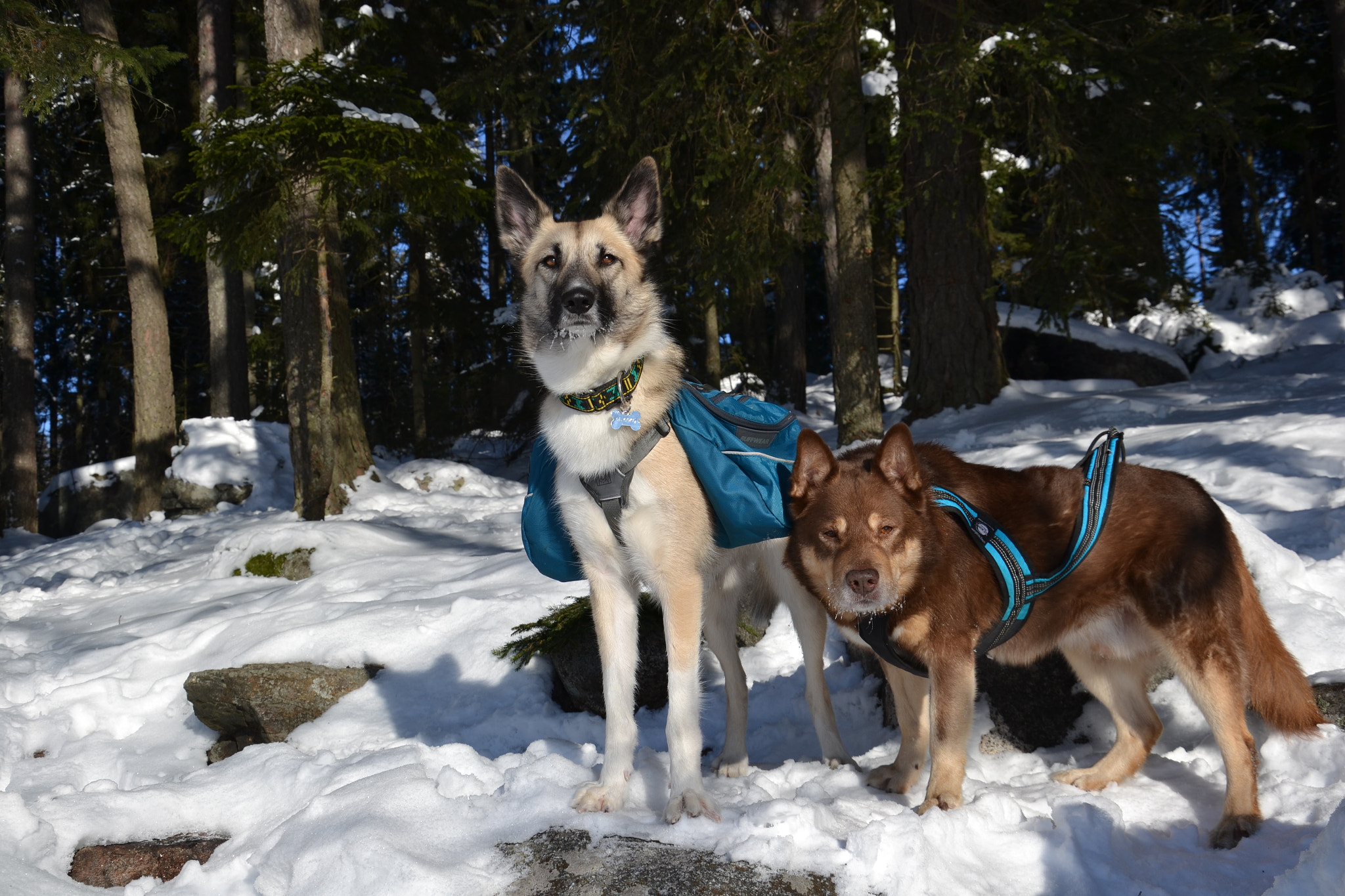Nikon D3100 sample photo. Dogventures photography
