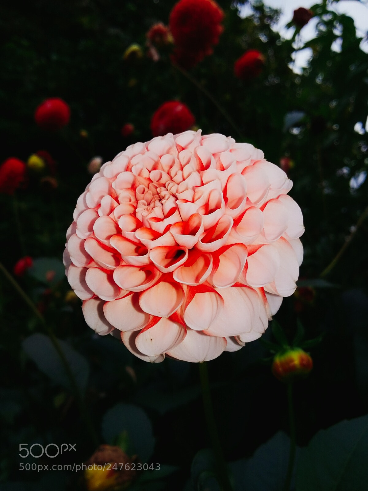 Samsung Galaxy Grand Prime sample photo. Simple photography