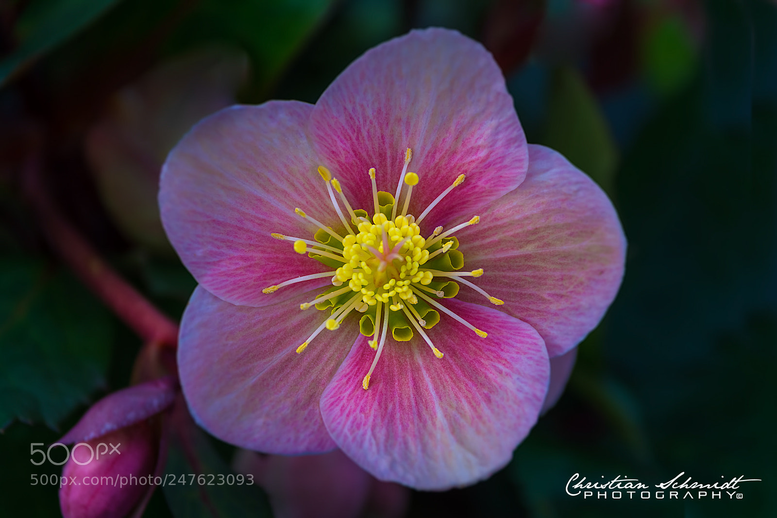 Nikon D7100 sample photo. The blossom photography