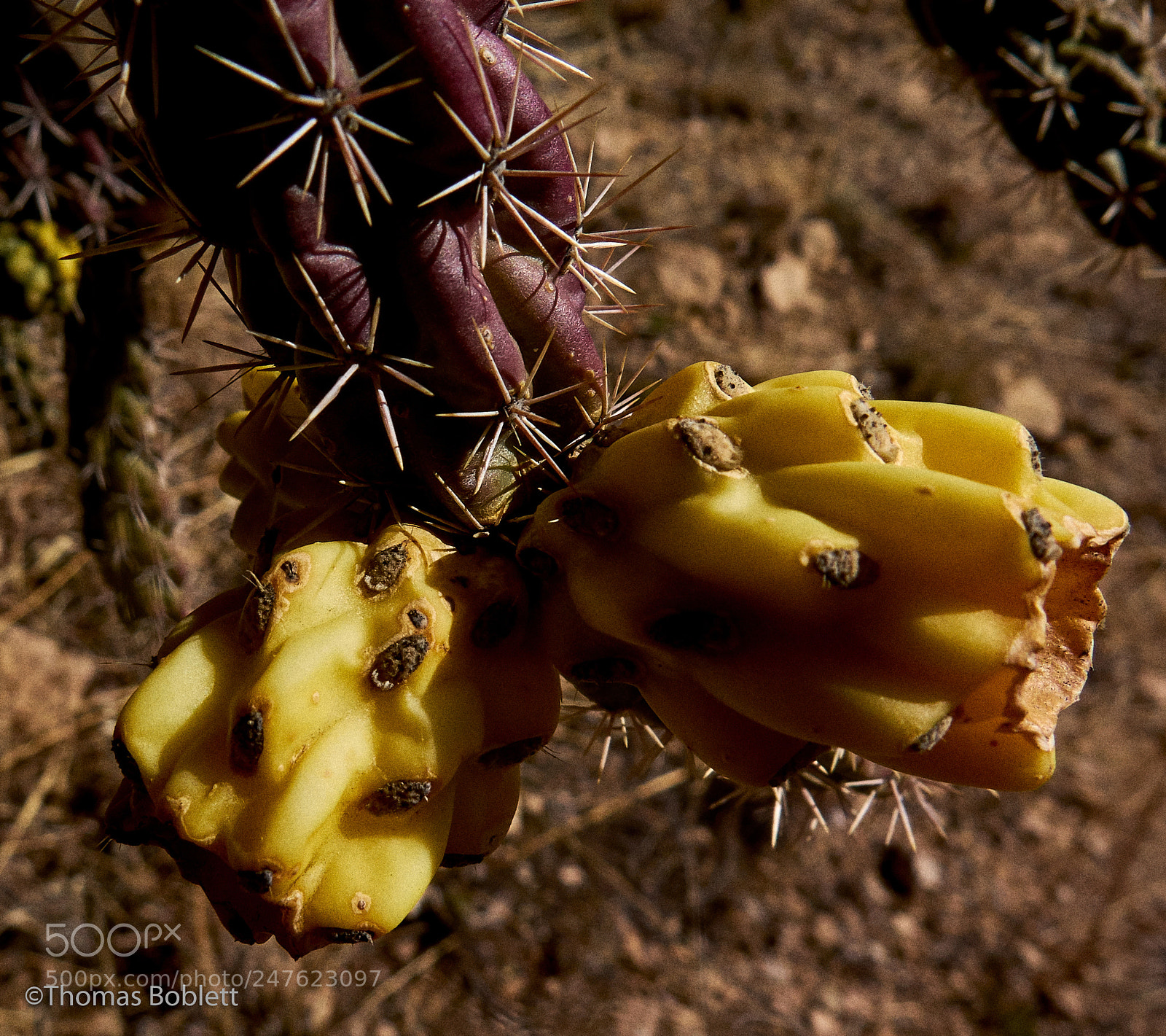 Canon PowerShot G16 sample photo. Cholla photography