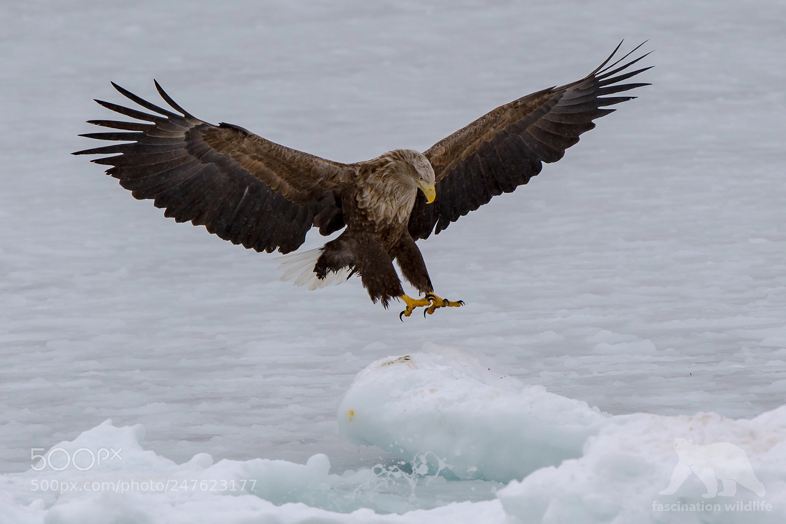 Nikon D4S sample photo. Eagle landing photography