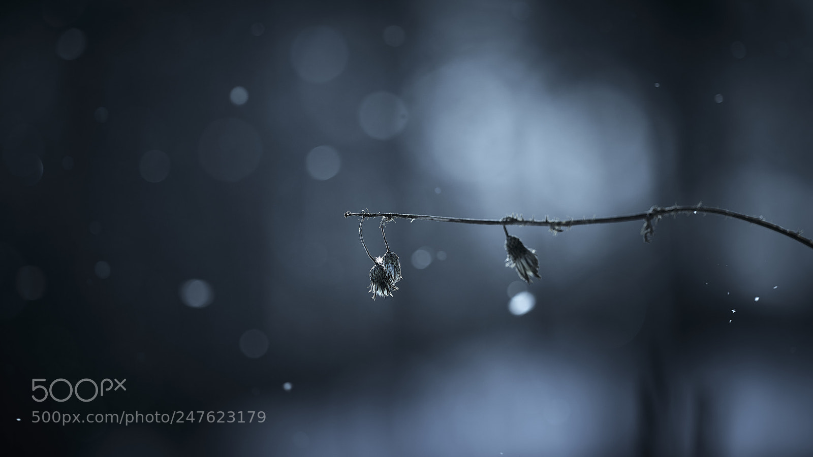 Nikon D800E sample photo. Snowkeh photography