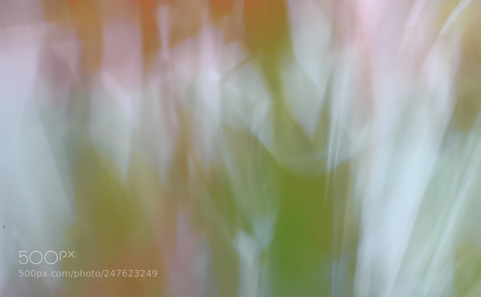 Nikon D700 sample photo. Tulips photography