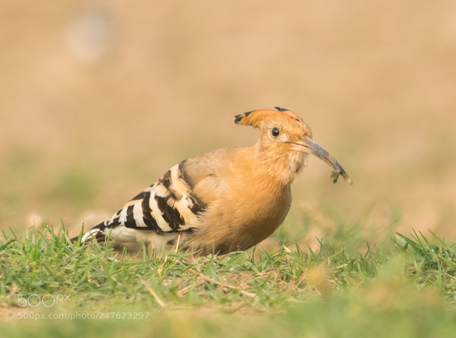 Canon EOS 700D (EOS Rebel T5i / EOS Kiss X7i) sample photo. Common hoopoe with kill photography