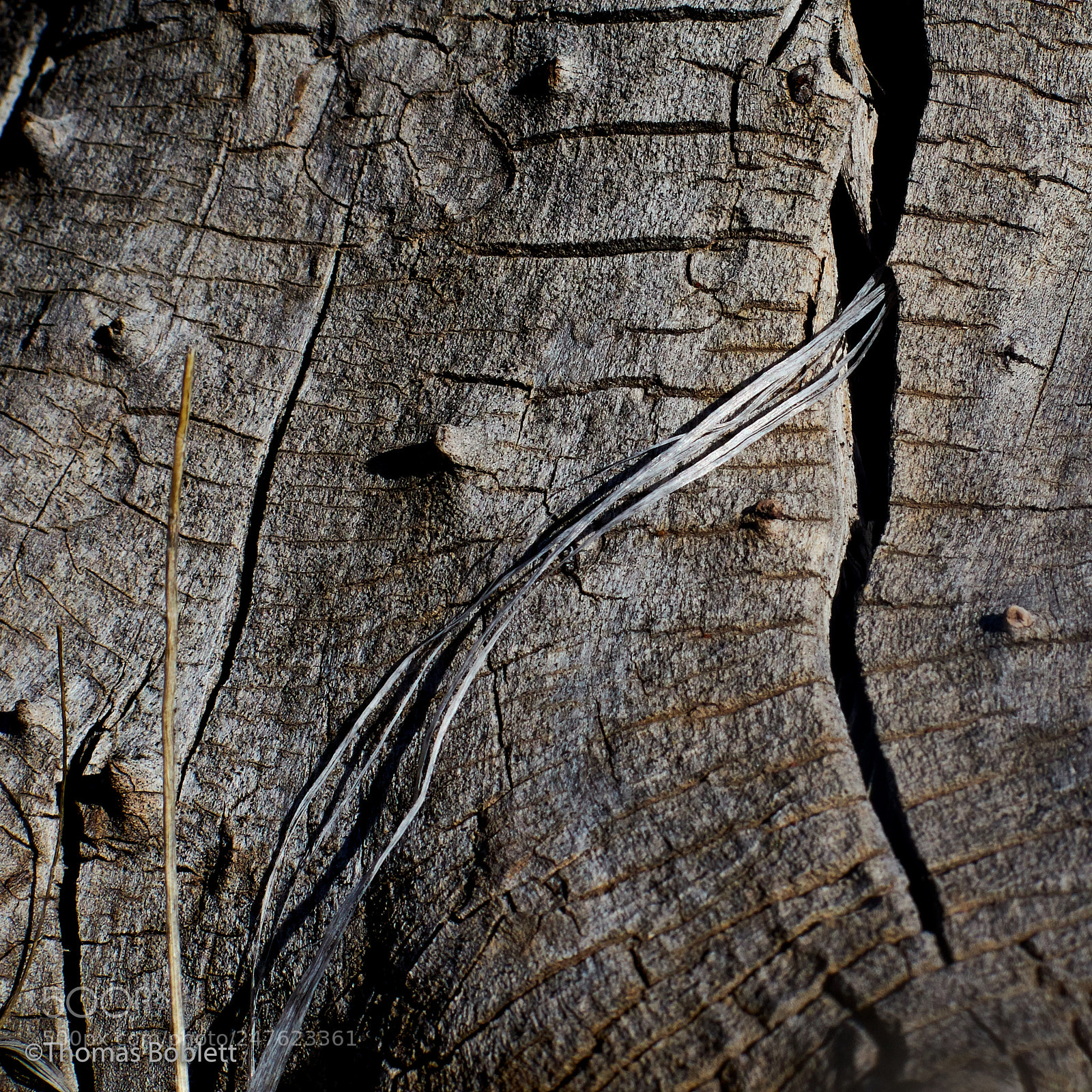 Canon PowerShot G16 sample photo. Tree square photography