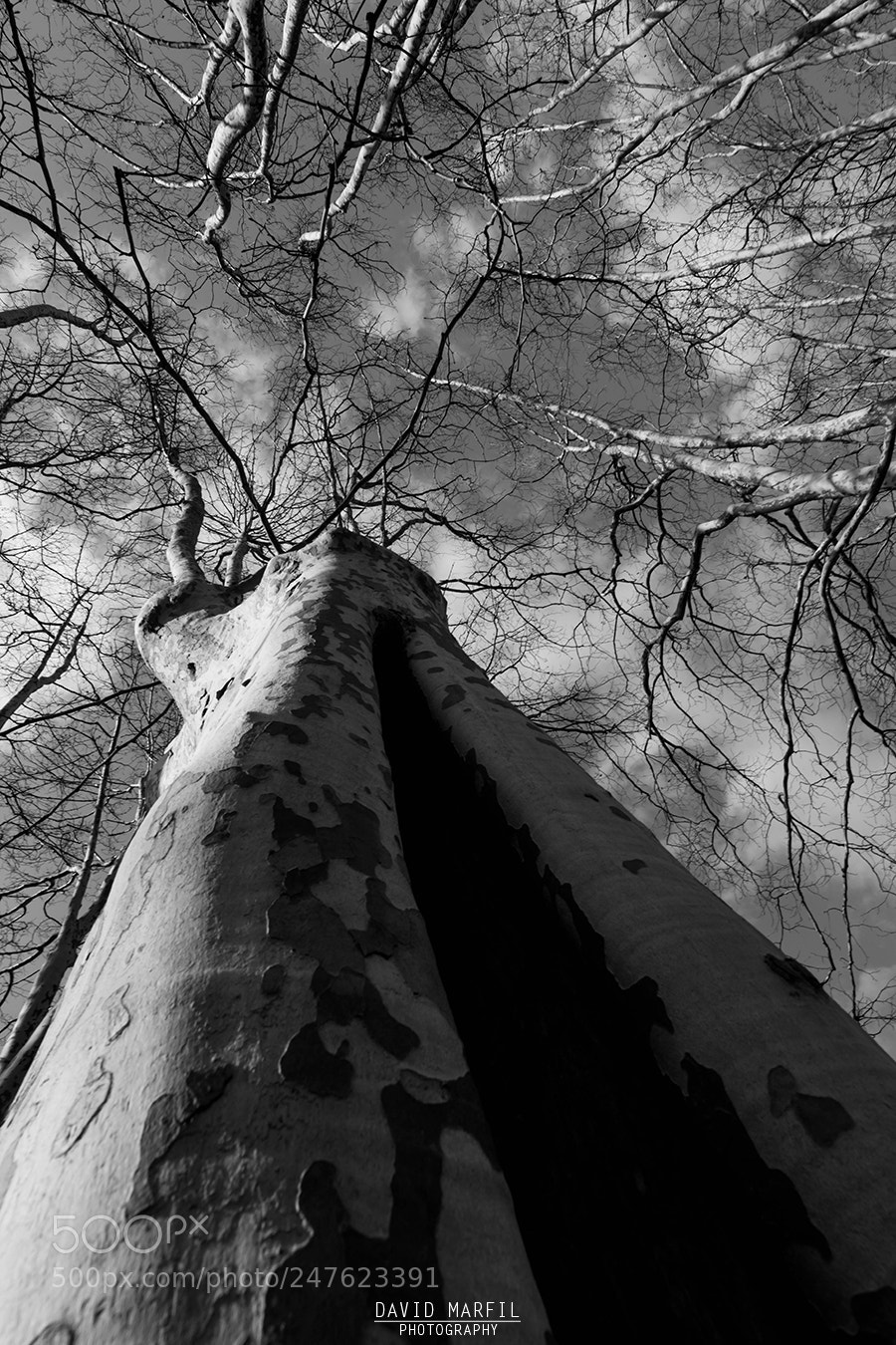 Canon EOS 7D Mark II sample photo. B&w photography