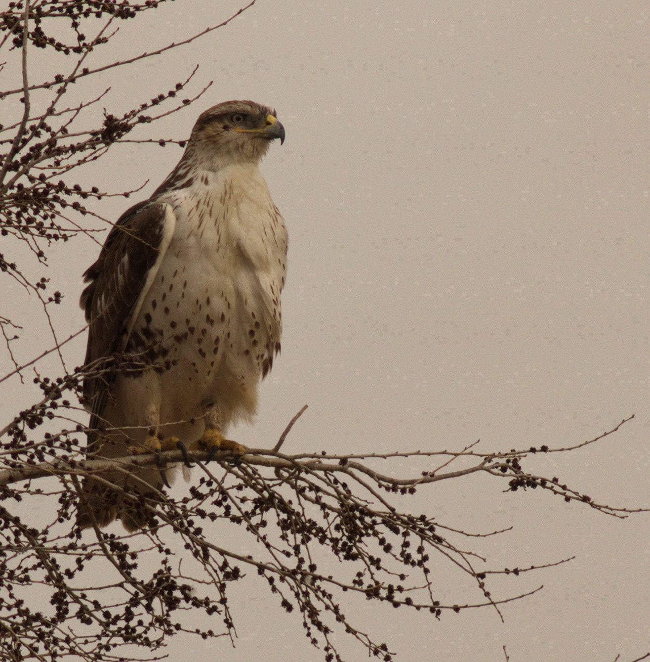 Canon EF 400mm F5.6L USM sample photo. Ferruginous hawk photography