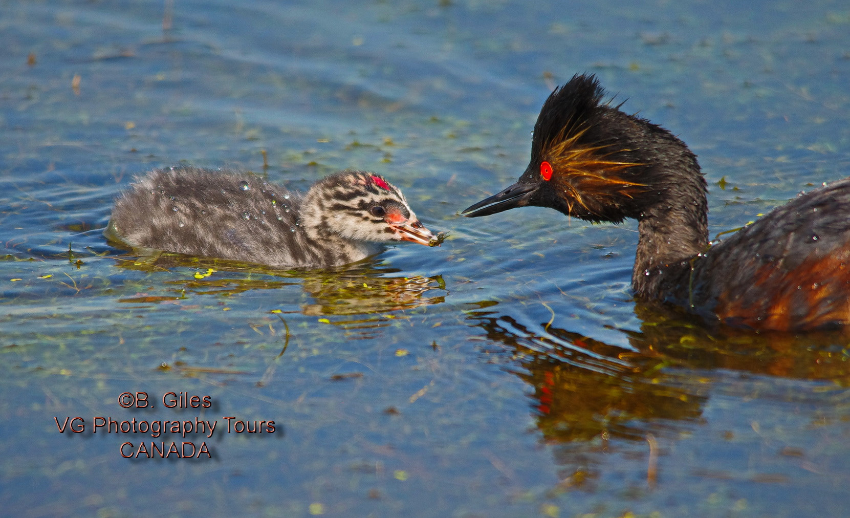 Sigma 150-500mm F5-6.3 DG OS HSM sample photo. Feeding time photography