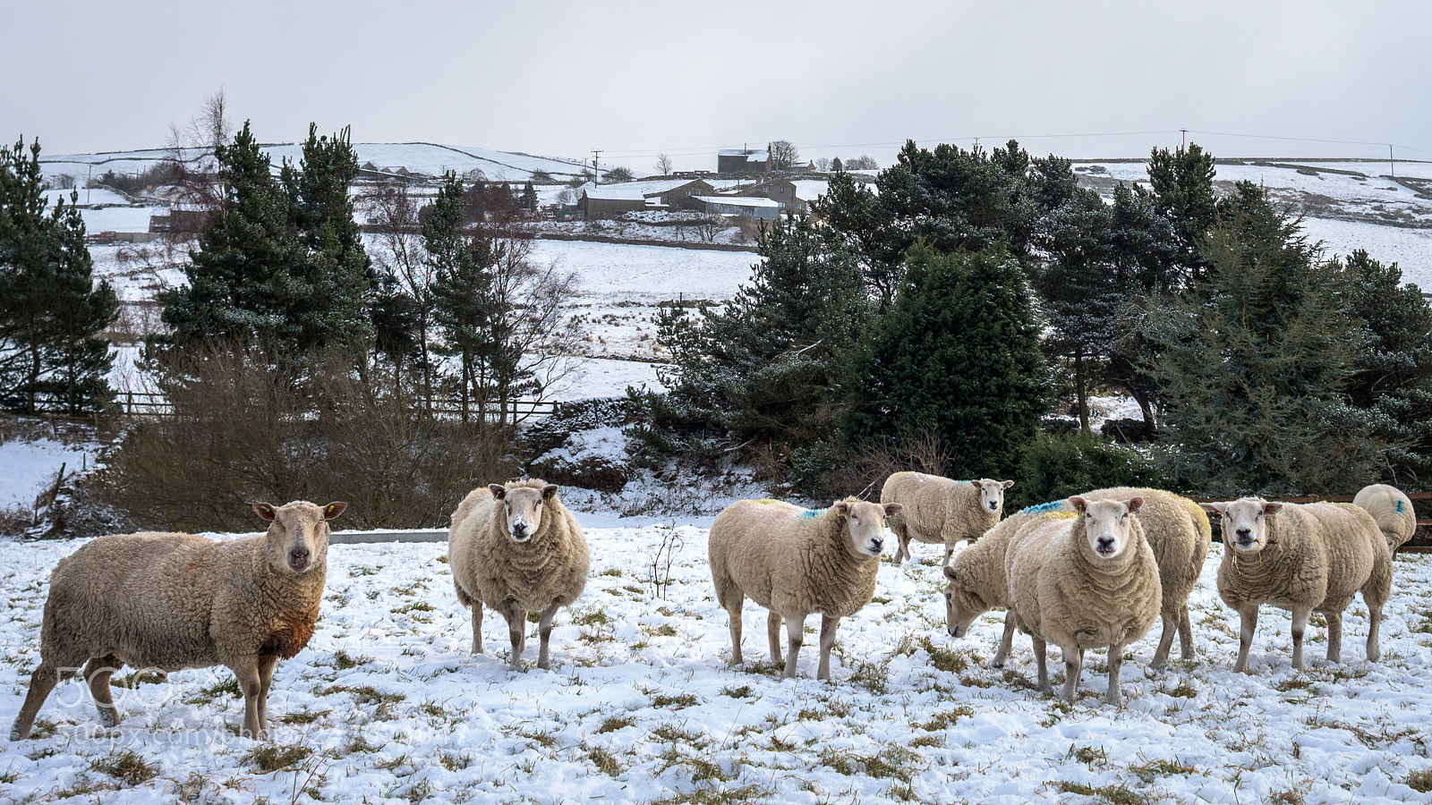 Nikon D7200 sample photo. Sheep near hepworth, holme photography