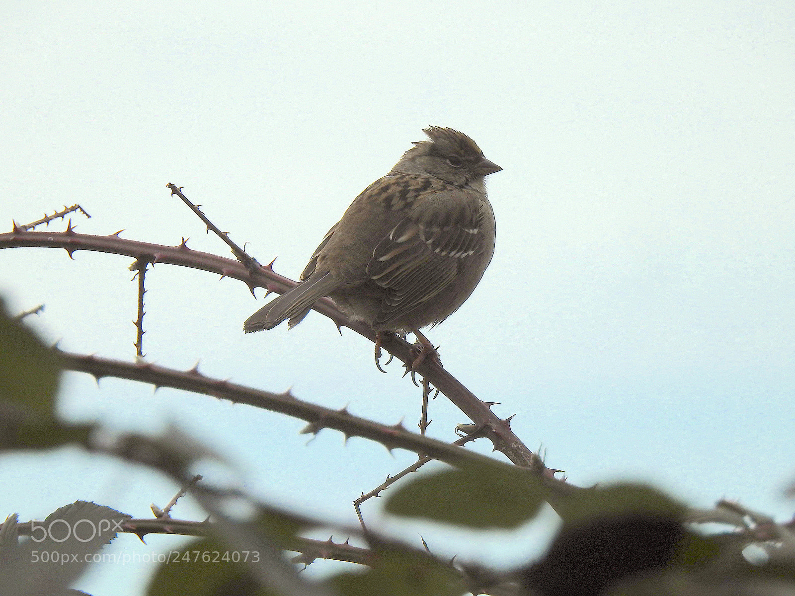 Nikon Coolpix P900 sample photo. Golden-crowned photography