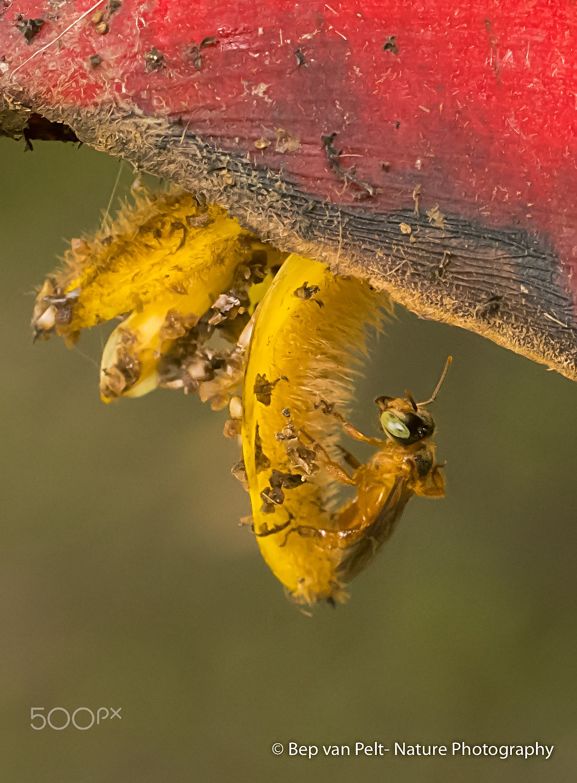 Nikon D500 + Sigma 50mm F2.8 EX DG Macro sample photo. Mini bee of costa rica rain forest photography