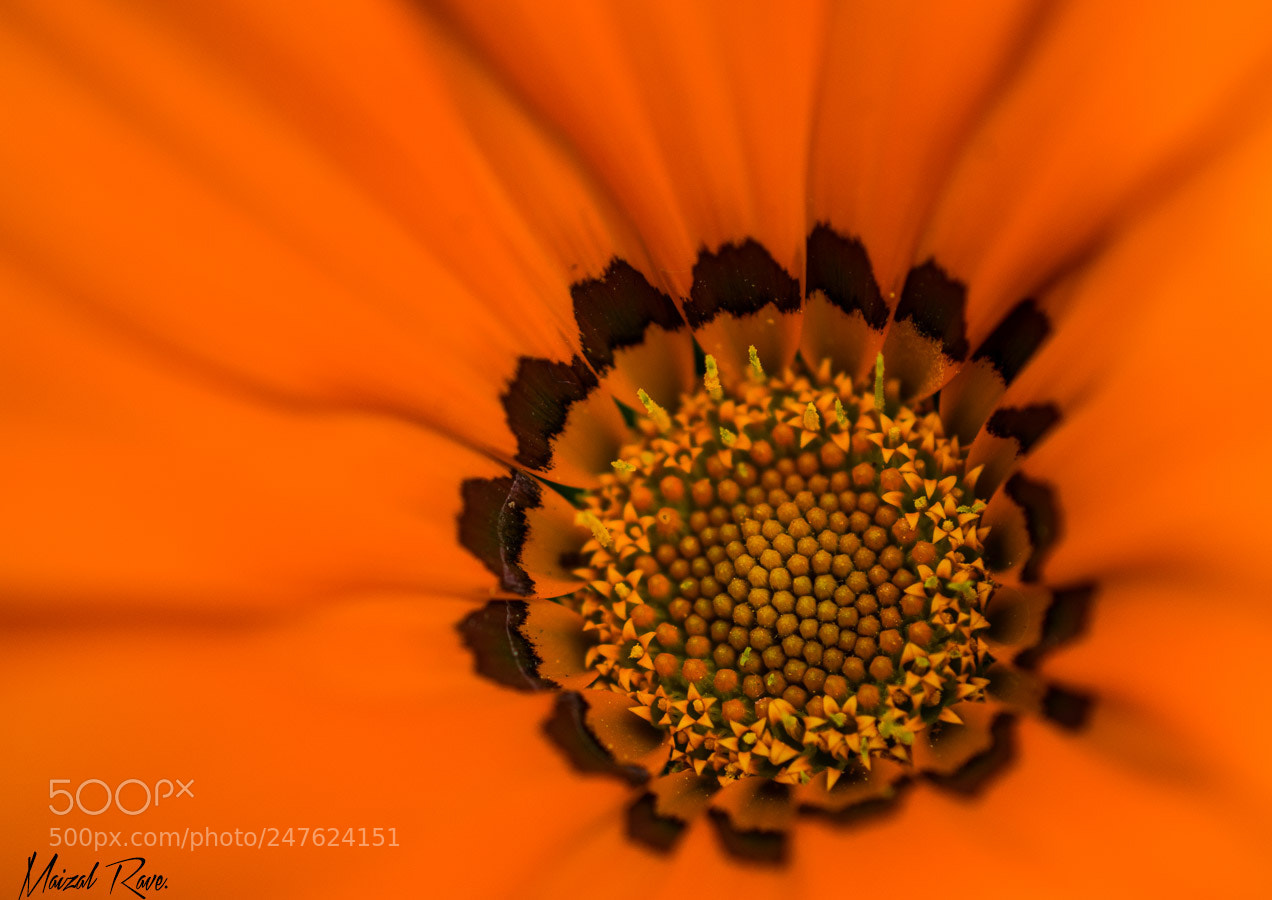 Nikon D3400 sample photo. Via plantea!! photography