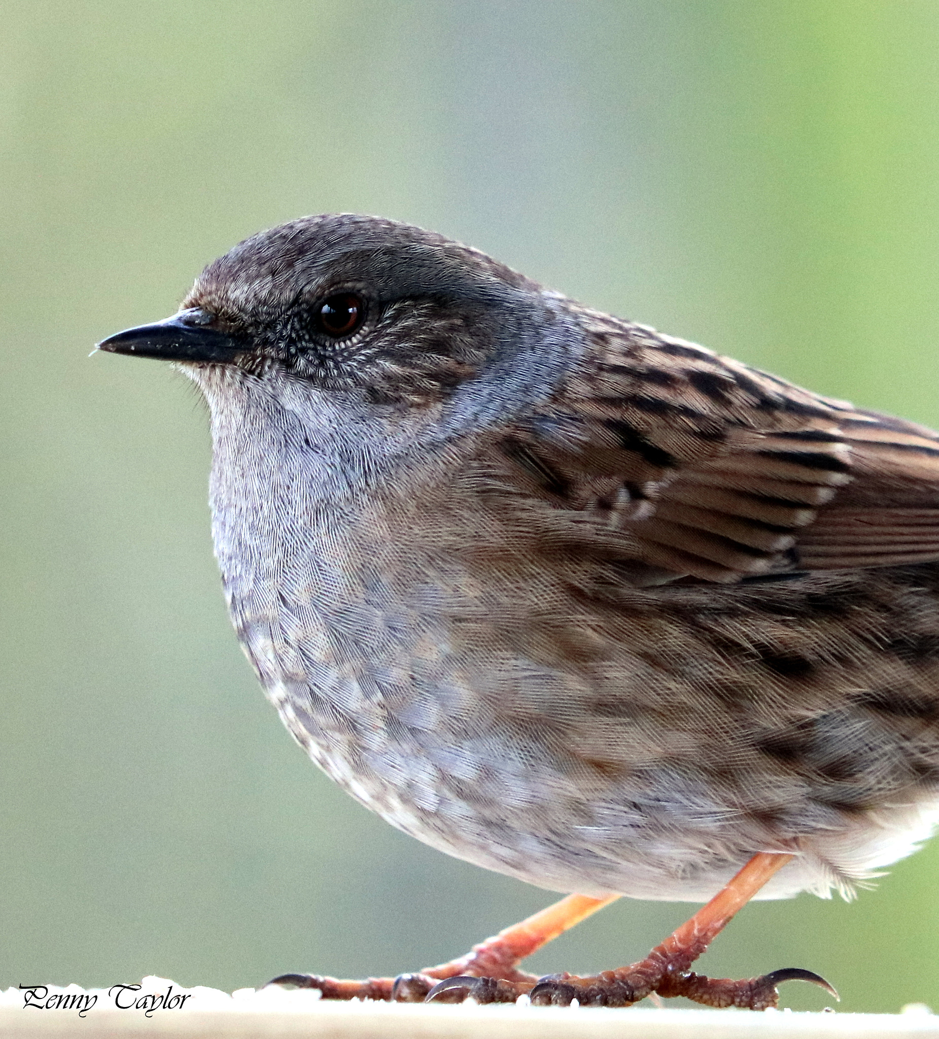 Canon EF 70-300 F4-5.6 IS II USM sample photo. Dunnock photography
