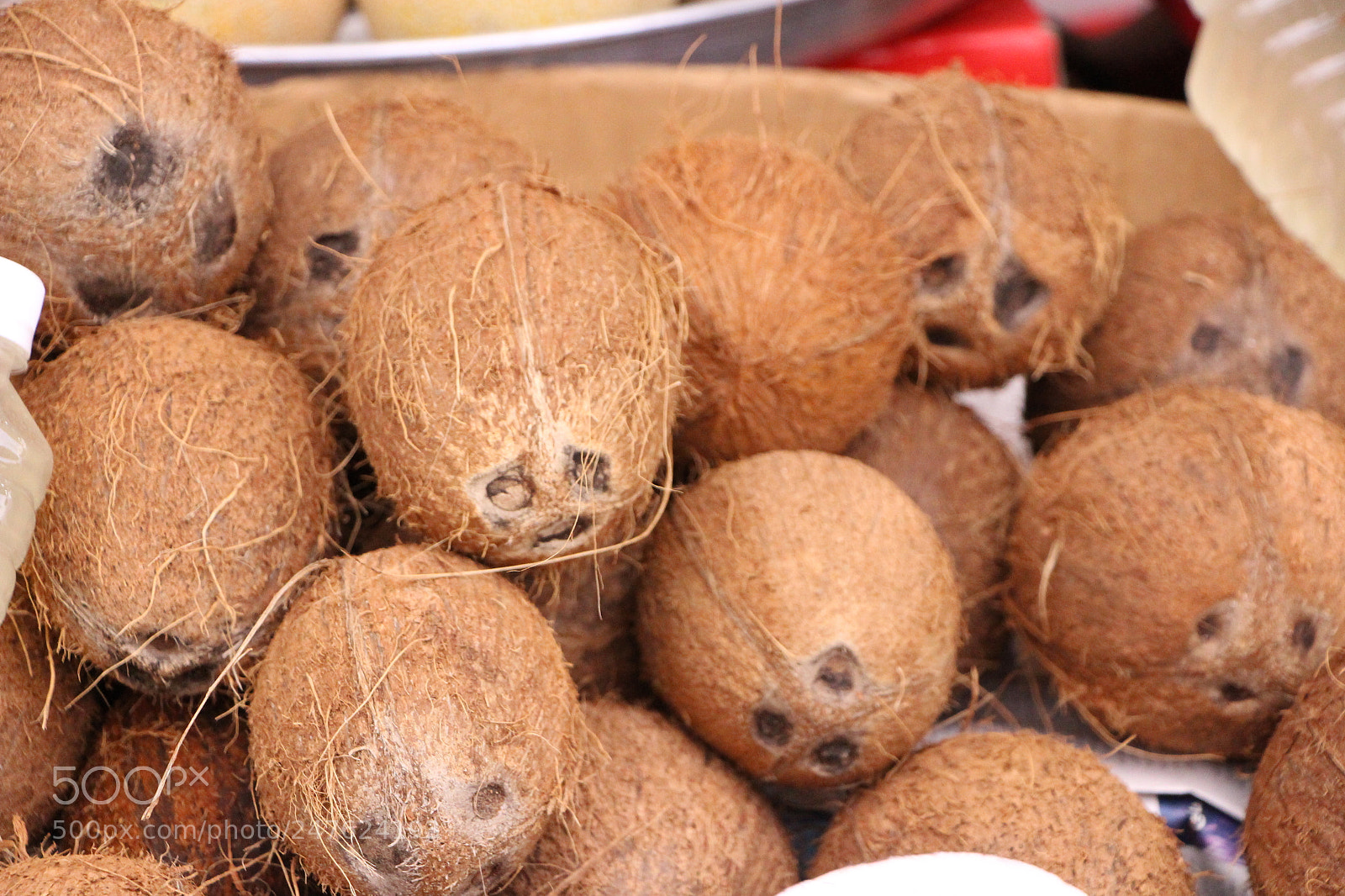 Canon EOS 700D (EOS Rebel T5i / EOS Kiss X7i) sample photo. Tired coconuts photography