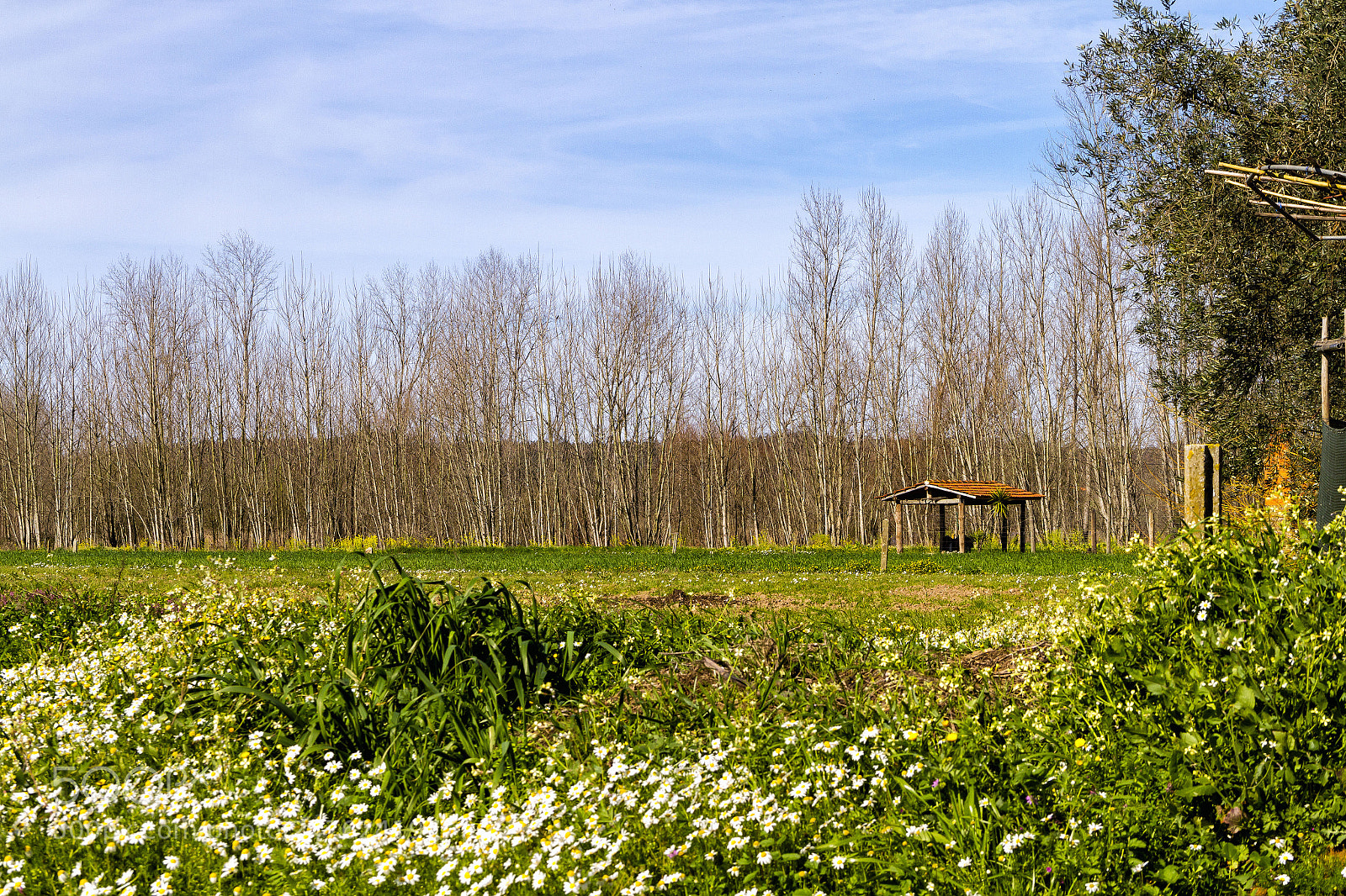 Canon EOS 7D sample photo. Green rural scene photography