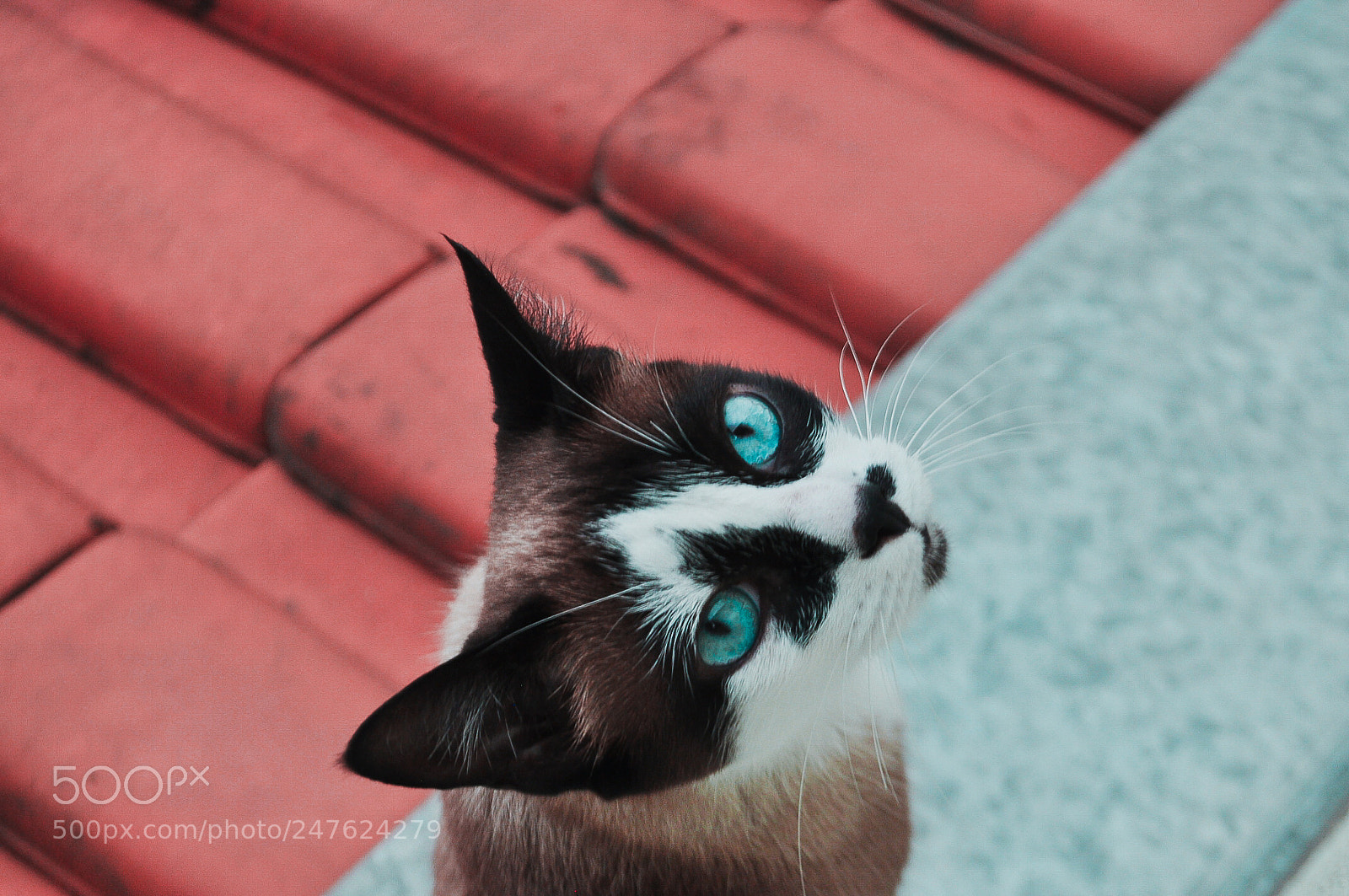 Nikon D5000 sample photo. L. photography