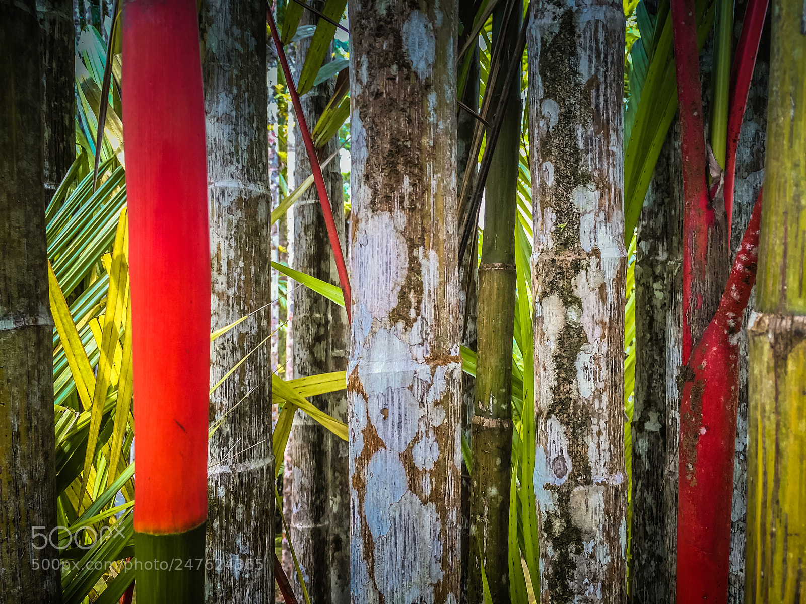 Apple iPhone 6 sample photo. Bamboo wall photography