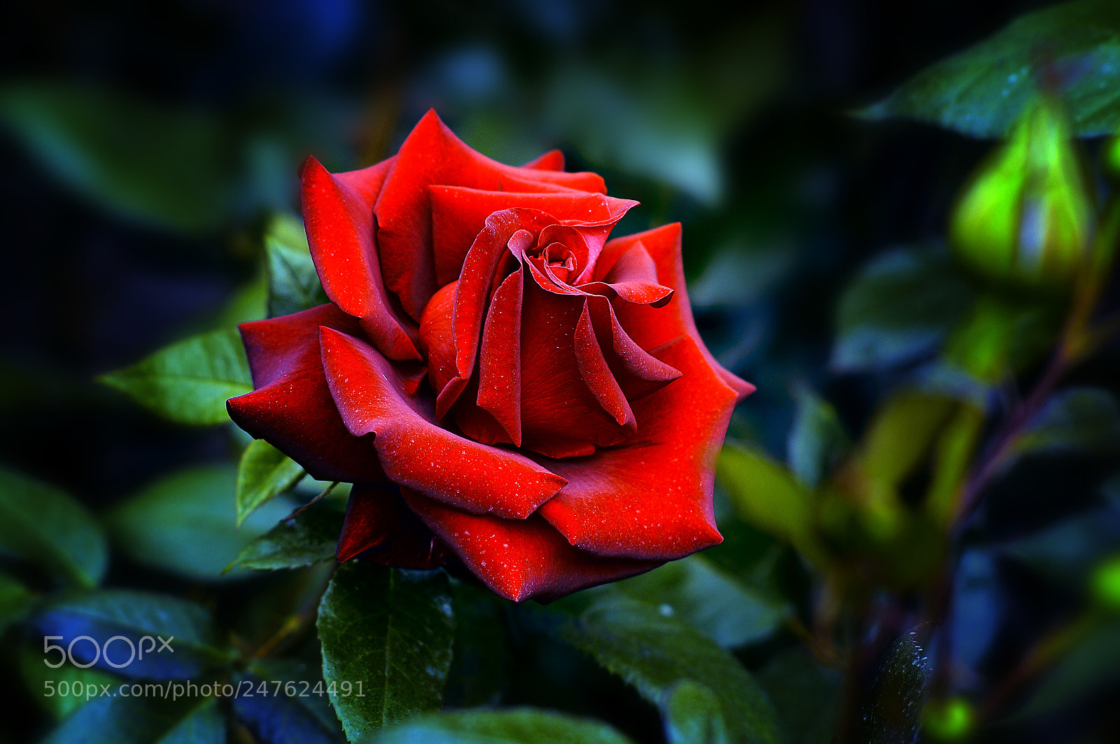 Nikon D300 sample photo. Красная роза- эмблема любви photography