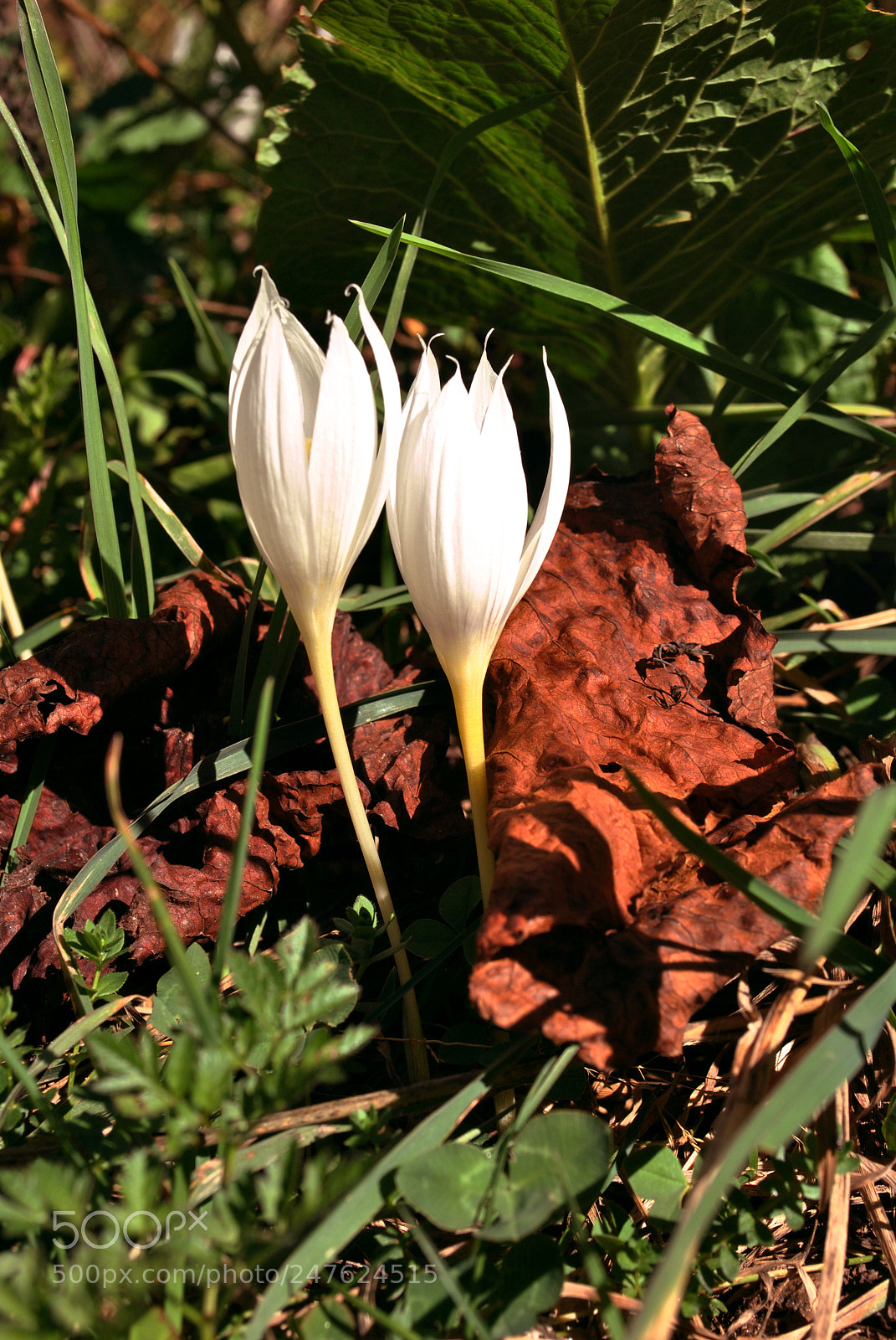 Nikon D3000 sample photo. по дороге к водопаду photography