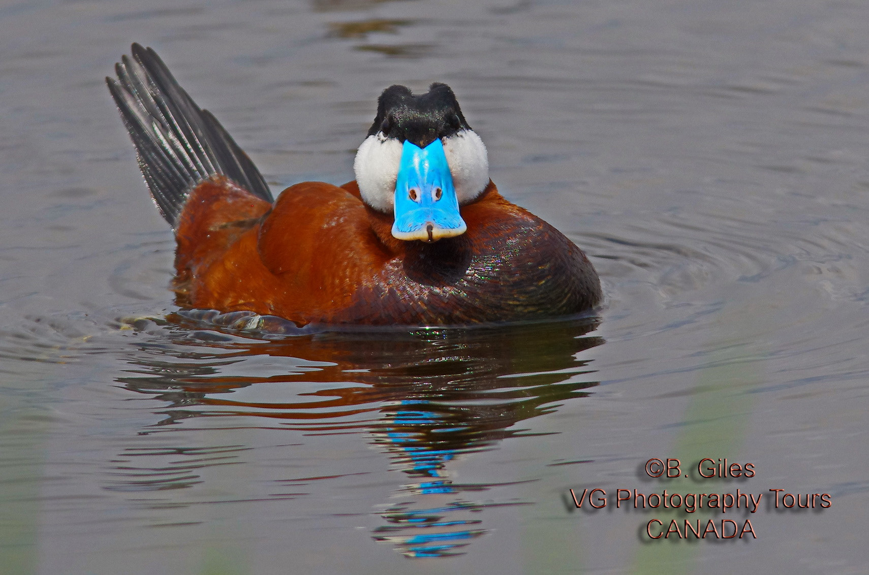 Pentax K-5 IIs sample photo. Ruddy duck photography