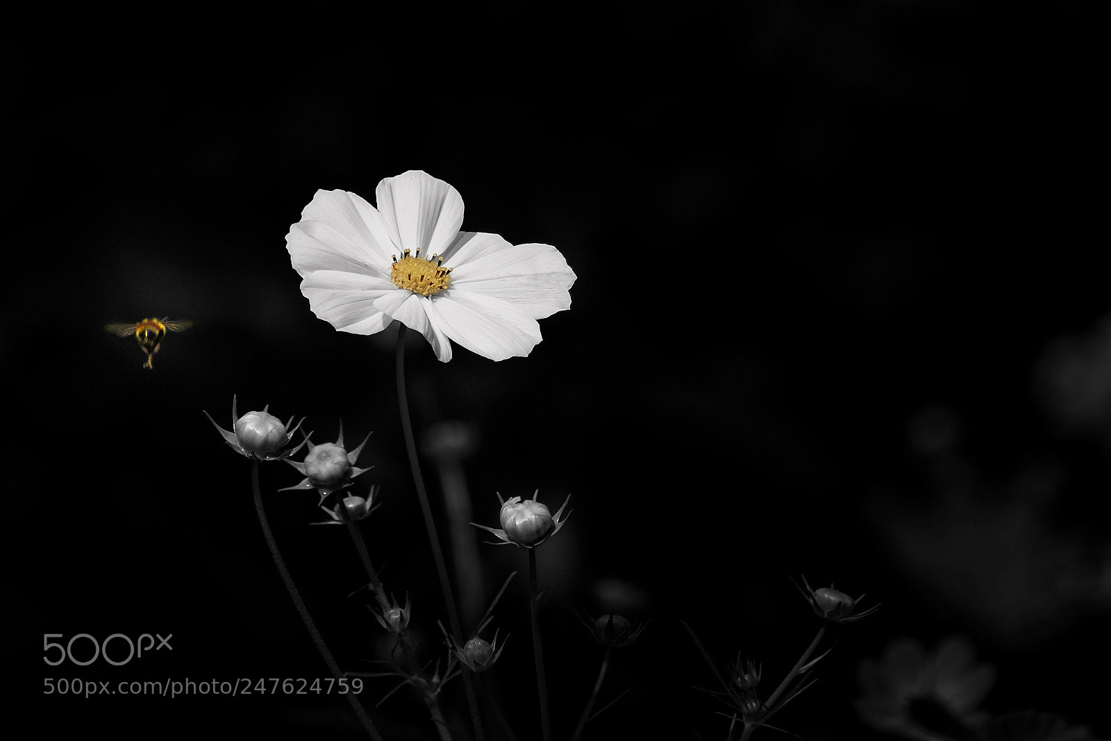 Nikon D3400 sample photo. Flower bee photography